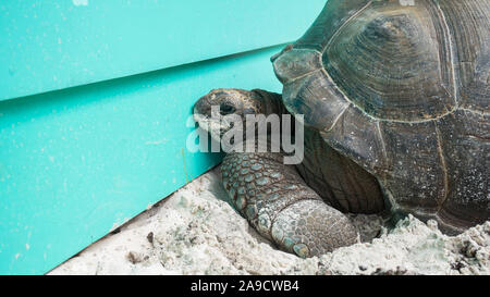 Schildkröte auf La Digue, zu realisieren, dass die Beach Bar geschlossen ist Stockfoto