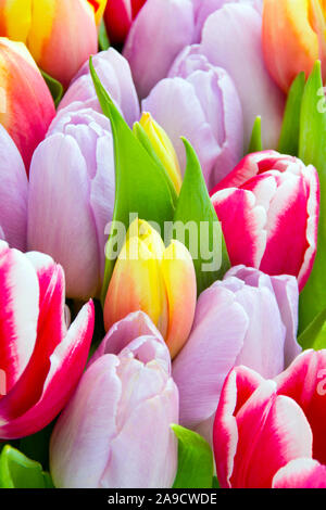 Verschiedene Tulpen Nahaufnahme Stockfoto