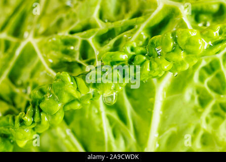 Detail der grünen Wirsing Blätter mit Wassertropfen, schön gewellte Rand, abstrakte Wirkung, Makro Fotografie Stockfoto
