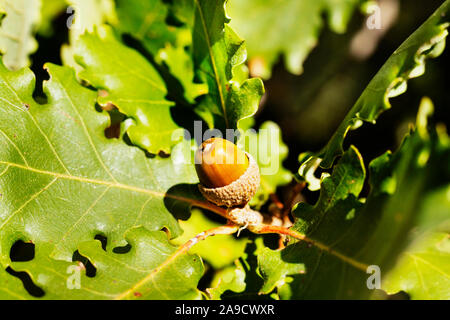 Niederlassung von downy Oak auch genannt Flaumeiche oder Quercus mit braunen Acorn, Makro Fotografie Stockfoto