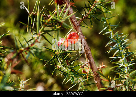 Rote Kegel und grüne Blätter von Wacholder, Makro Fotografie Stockfoto