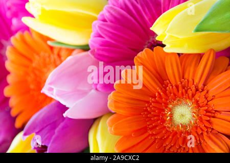 Blumenstrauß aus Tulpen und Gerbera Stockfoto