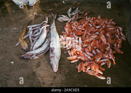 Fischmarkt am Hafen von Tanger, Marokko Stockfoto