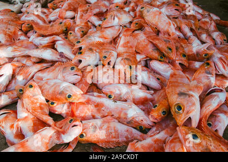 Fischmarkt am Hafen von Tanger, Marokko Stockfoto