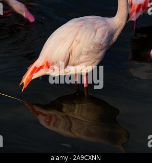 Rosa Flamingo mit vielen Federn Körper reflektiert auf eine dunkle Wasser See Stockfoto