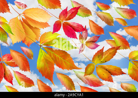 Herbstlaub und Himmel Stockfoto