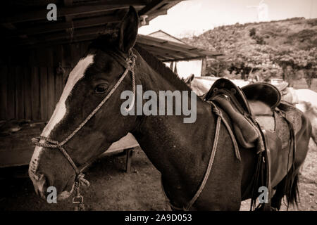 Pferd, Sepia Stockfoto