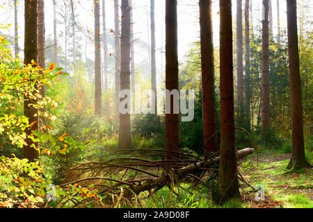 Herbstwald mit Fichten und strahlendem Sonnenlicht im Nebel Stockfoto