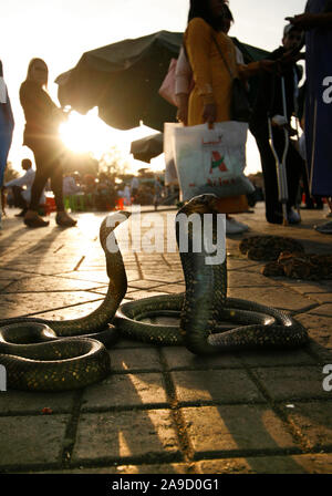 Cobra. Djemaa el-Fna, marrakech, Marrakesch, Marokko, Nordafrika, Afrika, Stockfoto