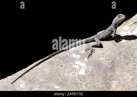 Juvenile Eastern Water Dragon Stockfoto