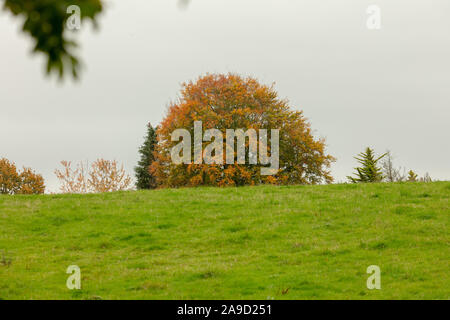 Große Eiche mit gelb braun Herbst Farbe Blätter in ein Feld am Rande eines Waldes in England, UK gesehen. Stockfoto