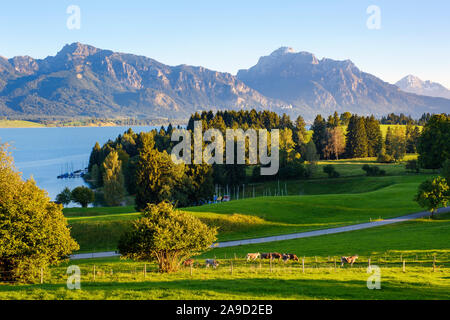 Mit Brandnerschrofen Forggensee und Säuling, Rieden am Forggensee, Allgäu, Allgäu, Schwaben, Bayern, Deutschland Stockfoto