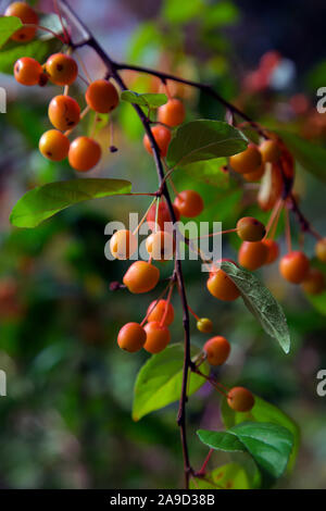 Malus x zumi" Professor Sprenger "Früchte im späten September Stockfoto