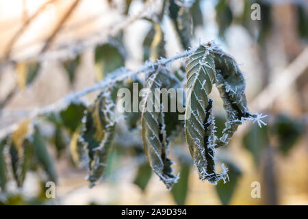Gekrümmte grüne Blätter auf einem Zweig mit Raureif an einem kalten Herbsttag. Stockfoto
