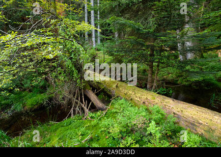 In der Nähe von natürlichen Holz in der Arbersee, Bayerisch Eisenstein, Bayerischer Wald, Niederbayern, Bayern, Deutschland Stockfoto