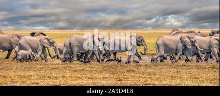 Einen Panoramablick auf eine Herde Elefanten schnell laufen durch Wasser in einer weiten Ebene, mit einem dramatischen bewölkter Himmel im Hintergrund. In Botswana. Stockfoto