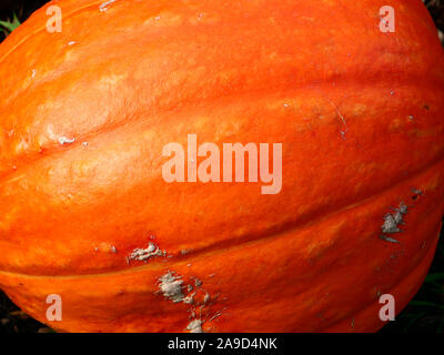 Große orange gelb Kürbis auf die Zuteilung in London, England, UK im November gesehen, Herbst. Stockfoto