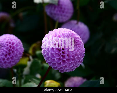 Lila Blüte pompon Dahlien Sandra auf dir Zuteilung in London, England, UK im November Herbst gesehen. Stockfoto