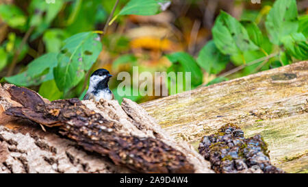 Ein Black-capped chickadee steht auf einer Holzbank, wo einige Baumrinde gefallen ist. Er späht den Kopf aus seinem Versteck spot, neugierig auf nois Stockfoto