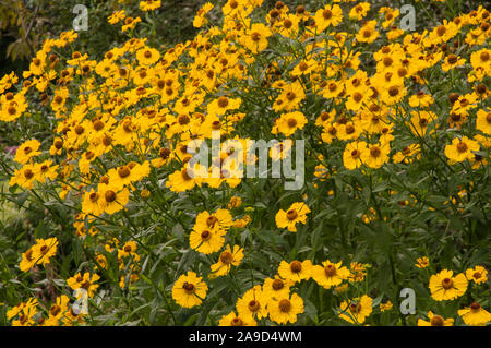 Nahaufnahme der Klumpen von Helenium Butterpat sonnige Staudenbeet wächst. Eine mehrjährige, vollkommen winterhart ist. Stockfoto