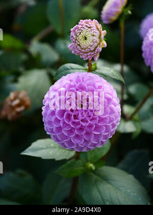 Lila Blüte pompon Dahlien Sandra auf dir Zuteilung in London, England, UK im November Herbst gesehen. Stockfoto