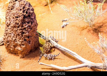 Thorny Devil essen Ameisen auf einem Stock in Alice Springs Desert Park im Zentrum von Australien. Stockfoto