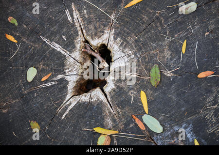 Die Oberfläche eines alten verrotteten Baumstumpf mit einem Loch in der Mitte und mit der gefallenen Blätter im Herbst fallen. Stockfoto