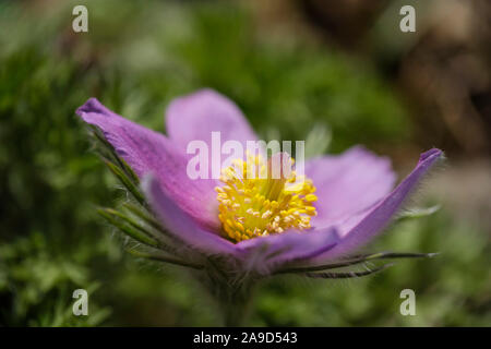 Europäische Küchenschelle, kulinarische Schelle (Pulsatilla vulgaris), Deutschland Stockfoto