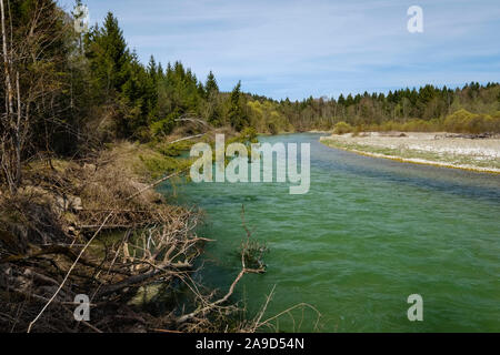 Bäume fallen bei cutbank in Fluss, Isar in der Nähe von Königsdorf, Oberbayern, Bayern, Deutschland Stockfoto