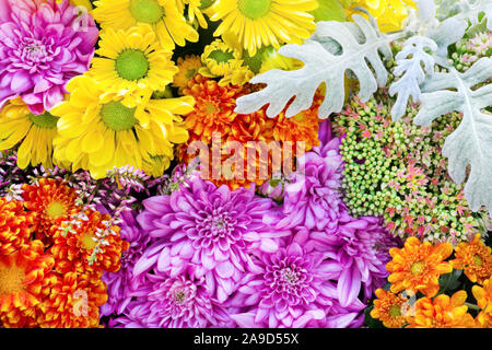 Herbst Blumen close up Stockfoto