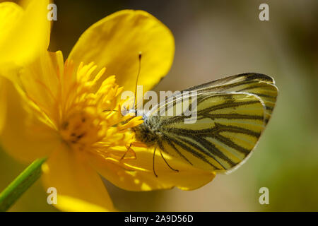 Rapsweißling (Pieris napi), auf die Blüte von Sumpfdotterblume (Caltha palustris), Deutschland Stockfoto