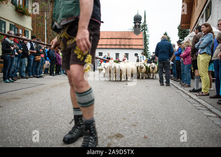 Traditionelle Ende-von-Sommer Almabtrieb von Almen hinunter in die Täler, Balderschwang im Allgäu Stockfoto