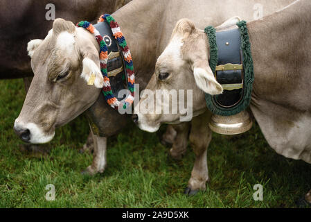 Traditionelle Ende-von-Sommer Almabtrieb von Almen hinunter in die Täler, Balderschwang im Allgäu Stockfoto