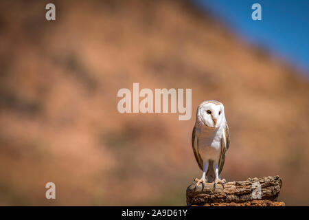 Eine australische Masked owl auf einem Baumstamm in Alice Springs, Northern Territory, Australien gehockt Stockfoto