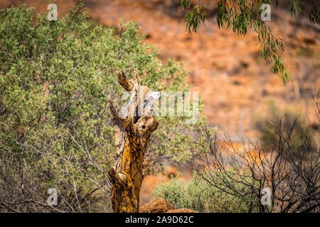 Eine australische Masked owl thront auf einem bereit für Start in Alice Springs, Northern Territory, Australien Stockfoto