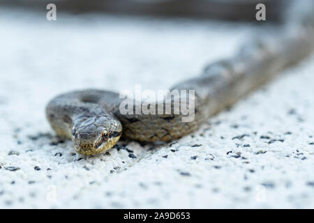 Glatte Schlange auf Betonplatte, Nahaufnahme, Coronella austriaca Stockfoto