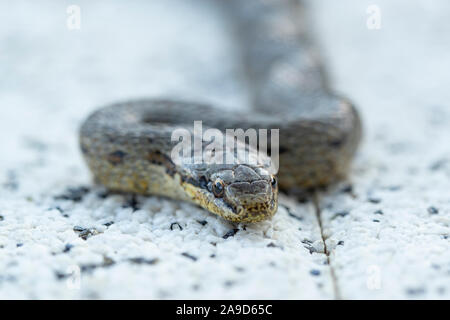 Glatte Schlange auf Betonplatte, Nahaufnahme, Coronella austriaca Stockfoto