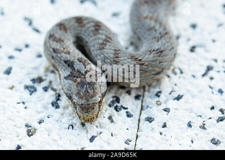 Glatte Schlange auf Betonplatte, Nahaufnahme, Coronella austriaca Stockfoto