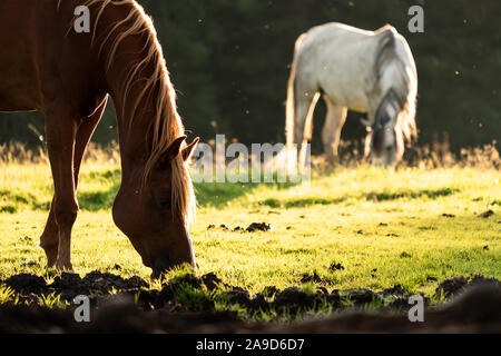 Pferdekoppel am Karersee Stockfoto