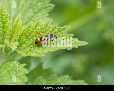 Wasp Käfer, Clytus arietis, sitzend auf einem Blatt Stockfoto