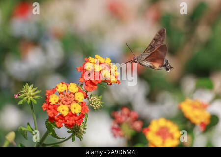 Hummingbird hawk Moth (Macroglossum stellatarum) Fütterung auf schöne bunte Blumen Stockfoto