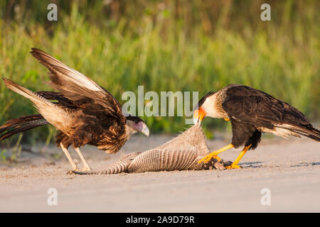 Zwei Crested Karakara für die Überreste einer armadillo entlang einem Feldweg in ländlichen Florida konkurrieren. Stockfoto