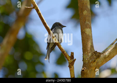 Ashy drongo, Dicrurus leucophaeus, Doi Inthanon, Chiang Mai, Thailand Stockfoto