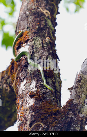Grüne Katze - Auge Schlange nach unten auf einen Baum, Boiga cyanea, Doi Inthanon, Chiang Mai, Thailand Stockfoto