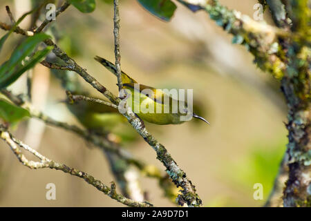 Green-tailed Sunbird, weiblich, Aethopyga nipalensis angkanensis, Doi Inthanon, Thailand Stockfoto