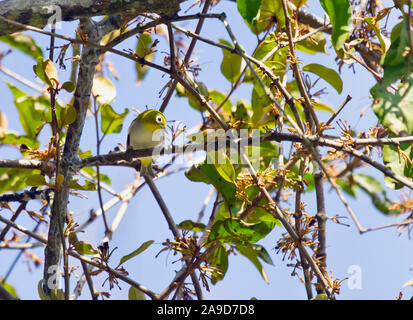 Kastanien - flankiert Weiß - Auge, Convolvulus erythropleurus, Doi Inthanon, Chiang Mai, Thailand Stockfoto