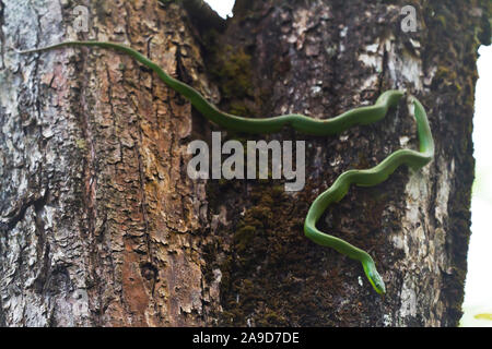 Grüne Katze - Auge Schlange nach unten auf einen Baum, Boiga cyanea, Doi Inthanon, Chiang Mai, Thailand Stockfoto