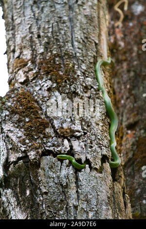 Grüne Katze - Auge Schlange nach unten auf einen Baum, Boiga cyanea, Doi Inthanon, Chiang Mai, Thailand Stockfoto