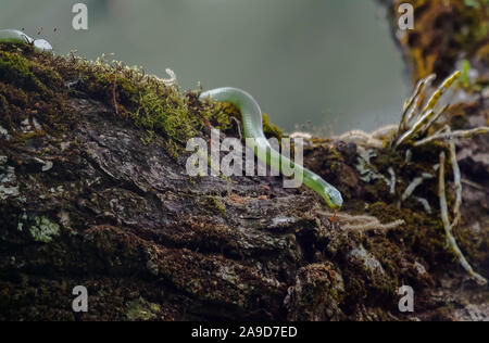 Grüne Katze - Auge Schlange nach unten auf einen Baum, Boiga cyanea, Doi Inthanon, Chiang Mai, Thailand Stockfoto