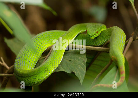 Weiß-Lippigen pit Viper, ein älterer Name albolabris, Chiang Dao, Thailand Stockfoto